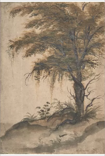 Study of a Tree, mid-16th-early 17th century. Creator: Marten van Valckenborch
