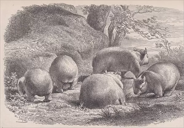 The Wombat, from 'Le Magasin Pittoresque', ca. 1852