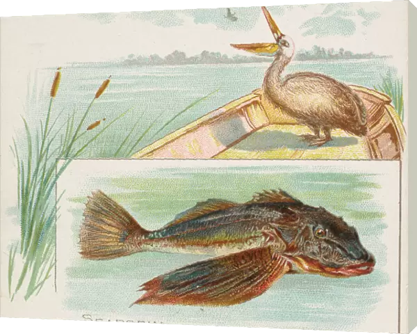Searobin, from Fish from American Waters series (N39) for Allen & Ginter Cigarettes