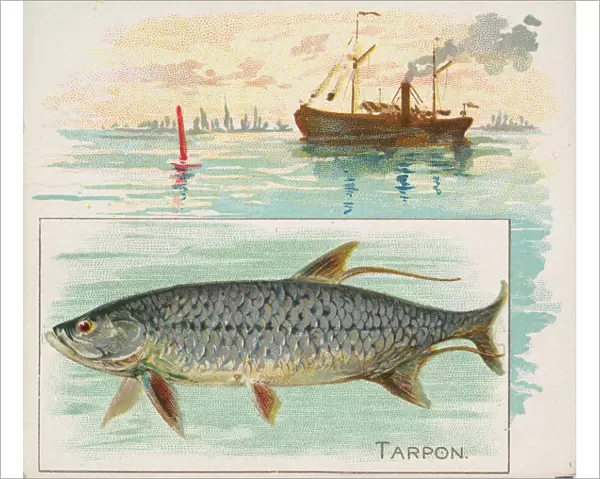 Tarpon, from Fish from American Waters series (N39) for Allen & Ginter Cigarettes