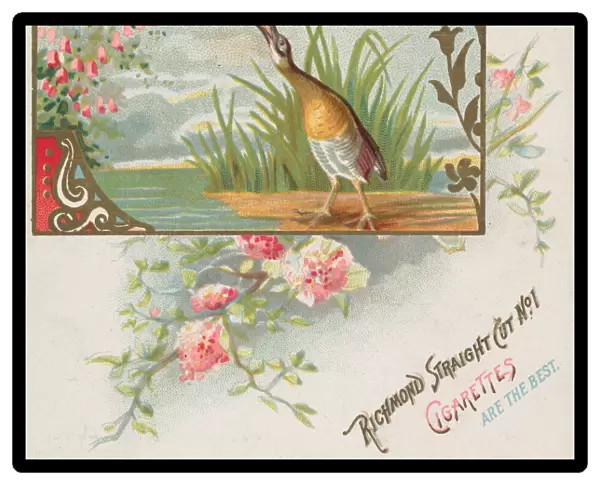 Clapper Rail, from the Game Birds series (N40) for Allen & Ginter Cigarettes, 1888-90