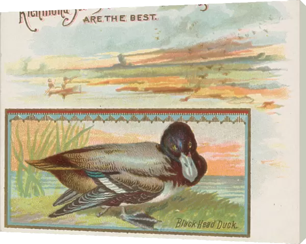 Black Head Duck, from the Game Birds series (N40) for Allen & Ginter Cigarettes
