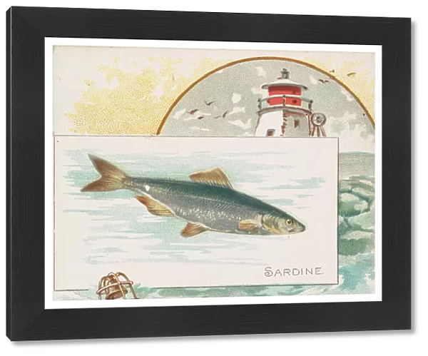 Sardine, from Fish from American Waters series (N39) for Allen & Ginter Cigarettes