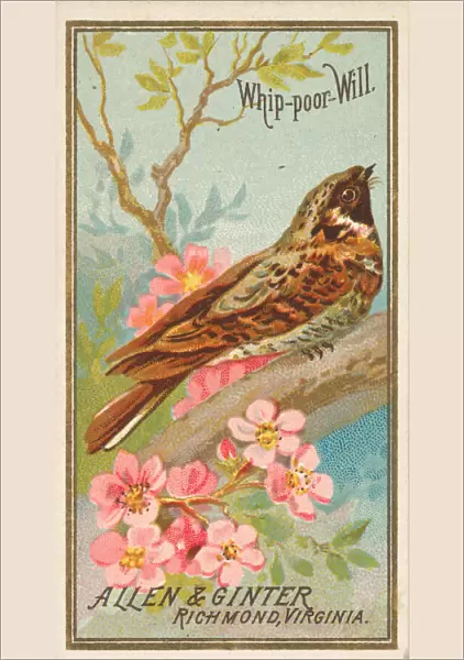 Whip-poor-Will, from the Birds of America series (N4) for Allen &
