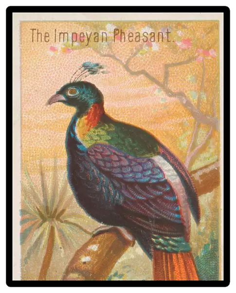 The Impeyan Pheasant, from the Birds of the Tropics series (N5) for Allen &
