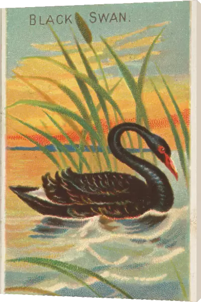 Black Swan, from the Birds of the Tropics series (N5) for Allen &