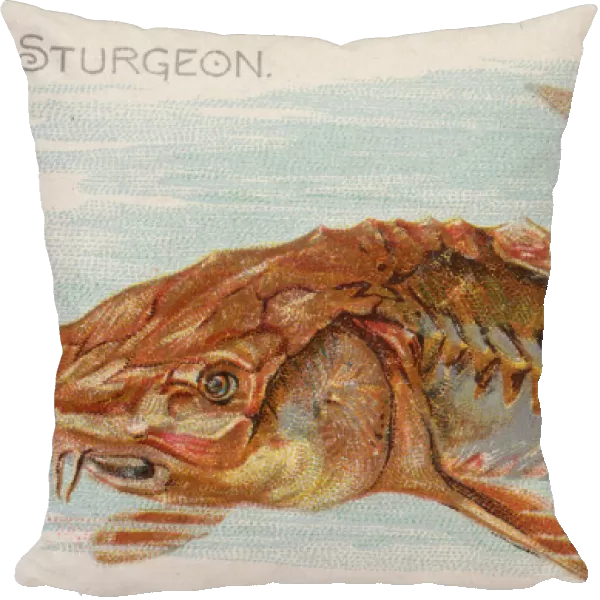 Sturgeon, from the Fish from American Waters series (N8) for Allen &