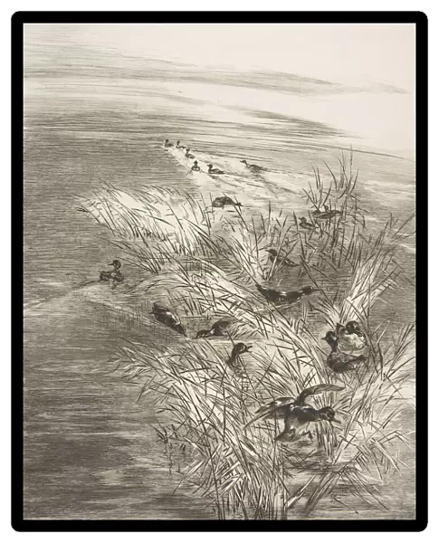 Roseaux et Sarcelles, 1882. Creator: Felix Bracquemond
