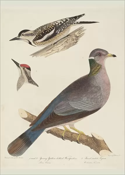 Young Yellow-bellied Woodpeckers and Band-tailed Pigeon. Creator: Alexander Lawson