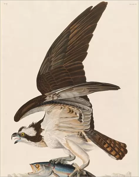 Fish Hawk, 1830. Creator: Robert Havell