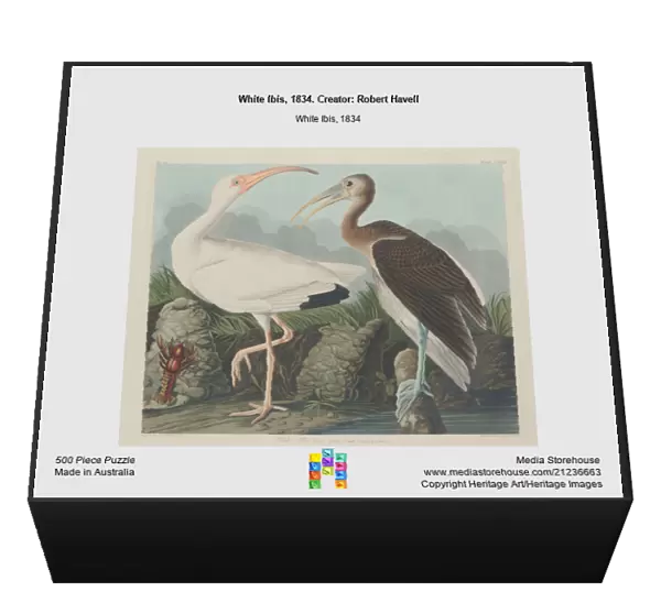 White Ibis, 1834. Creator: Robert Havell