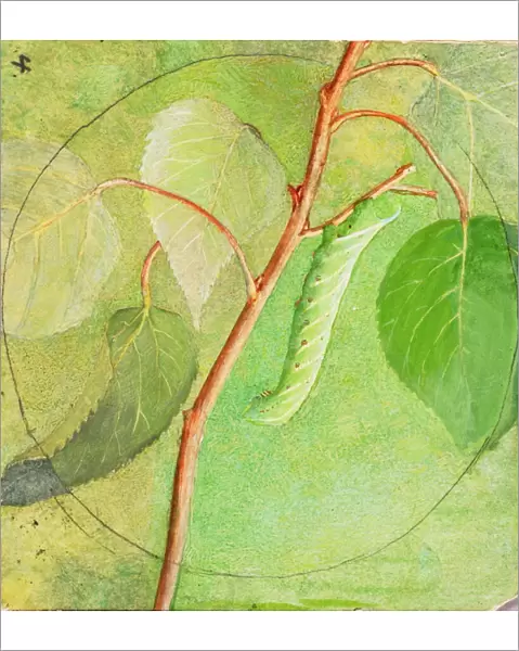 Sphinx Caterpillar, study for book Concealing Coloration in the Animal Kingdom, n. d