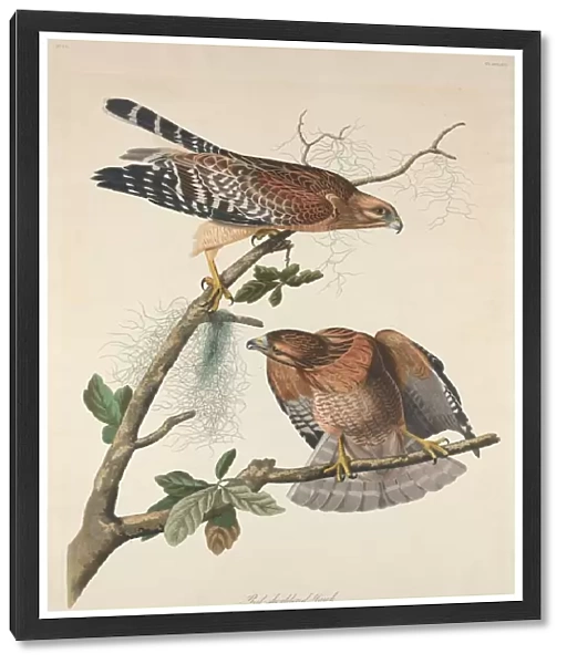 Red-shouldered Hawk, 1829. Creator: Robert Havell