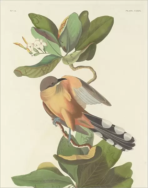 Mangrove Cuckoo, 1833. Creator: Robert Havell