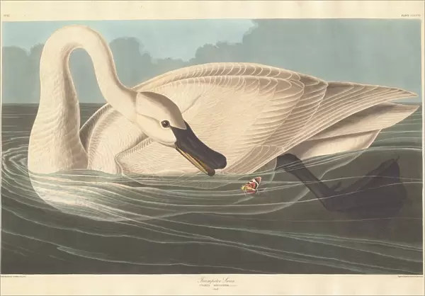 Trumpeter Swan, 1838. Creator: Robert Havell