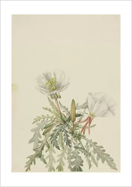 White Dawnrose (Pachyloplus marginatus), n. d. Creator: Mary Vaux Walcott