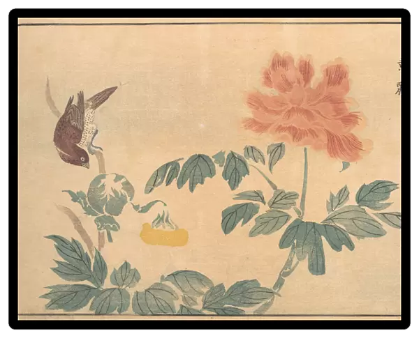Chinese Oriole and Peonies, 1789. Creator: Kitao Masayoshi