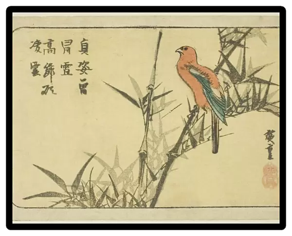 Macaw and bamboo, n. d. Creator: Ando Hiroshige