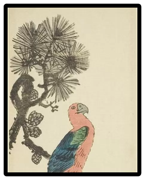 Macaw on pine branch, c. 1847 / 52. Creator: Ando Hiroshige