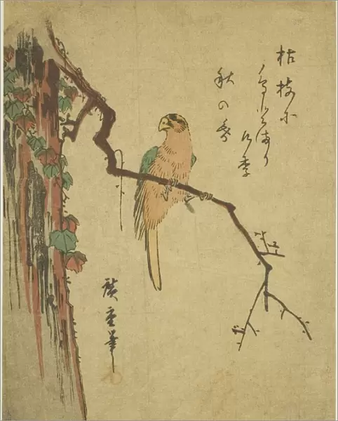 Macaw on ivy-covered tree, 1830s. Creator: Ando Hiroshige