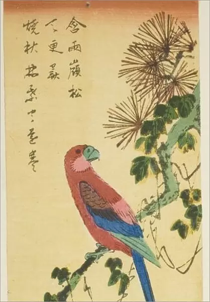 Macaw on ivy-covered pine branch, n. d. Creator: Ando Hiroshige