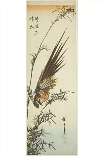 Pheasant and bamboo, 1840s. Creator: Ando Hiroshige