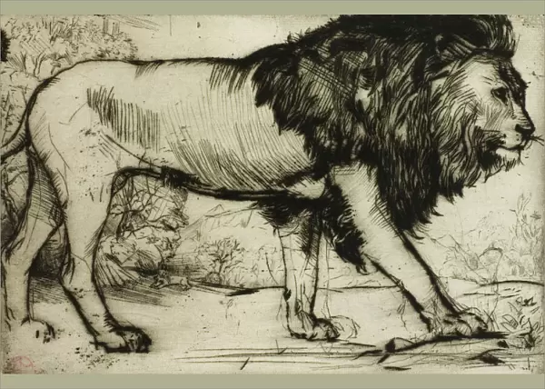 A Lion, 1900. Creator: Donald Shaw MacLaughlan