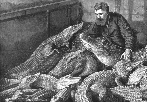 Mr M. Fernolet Feeding Crocodiles in a Menagerie, at Bone Algeria, 1888. Creator: Unknown