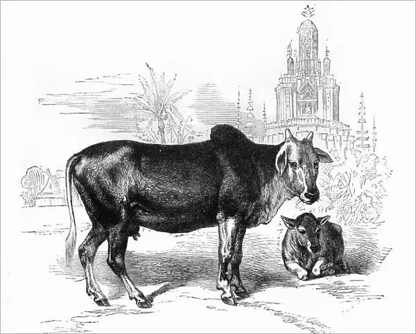 The Sacred Cow of India, c1891. Creator: James Grant