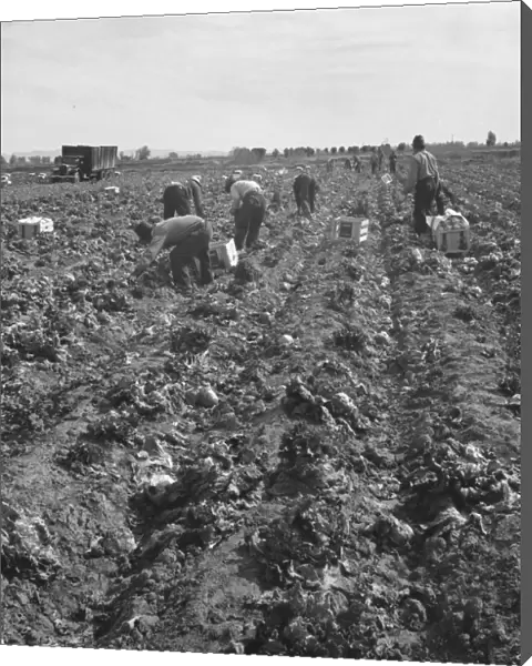 Filipino field gang in lettuce, Brawley, Imperial Valley, California, 1939. Creator: Dorothea Lange