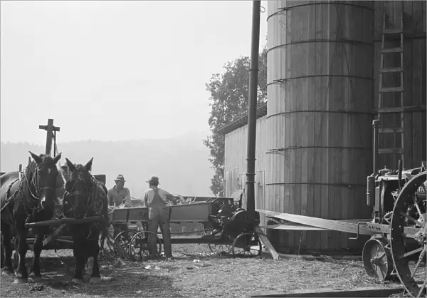Cooperating farmers feeding corn from the wagon... near West Carlton, Yamhill County, Oregon, 1939. Creator: Dorothea Lange