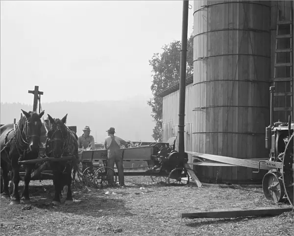 Cooperating farmers feeding corn from the wagon... near West Carlton, Yamhill County, Oregon, 1939. Creator: Dorothea Lange