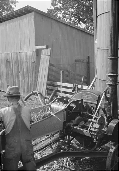 Farmers feeding corn into cooperatively... near W Street at Carlton, Yamhill County, Oregon, 1939. Creator: Dorothea Lange