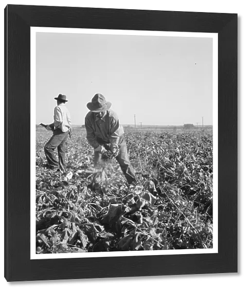 Topping sugar beets after lifter has loosened them, near Ontario, Malheur County, Oregon, 1939. Creator: Dorothea Lange