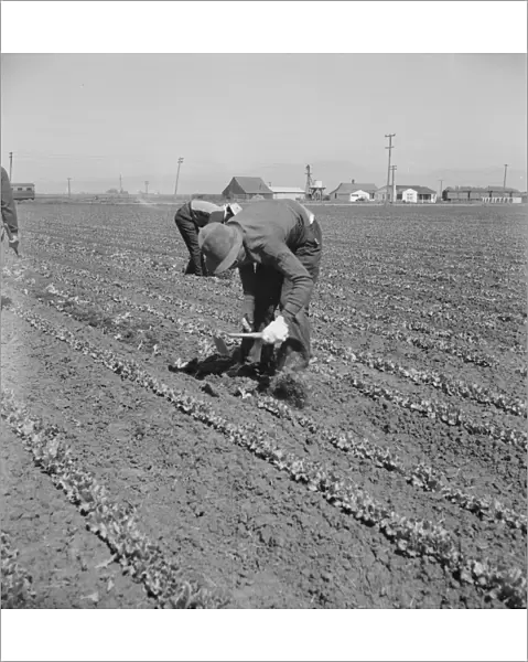 Filipino thinning lettuce, Salinas Valley, California, 1939. Creator: Dorothea Lange