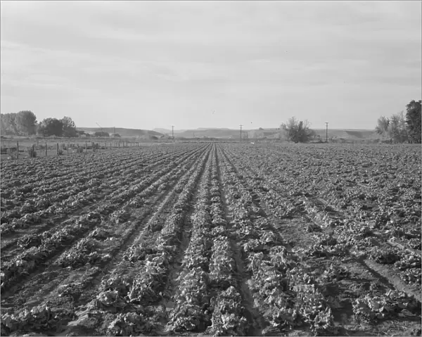 Lettuce field near Ontario, Malheur County, Oregon, 1939. Creator: Dorothea Lange