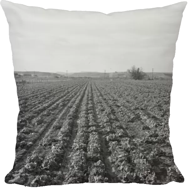Lettuce field near Ontario, Malheur County, Oregon, 1939. Creator: Dorothea Lange