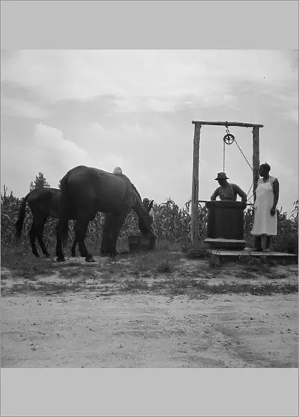 Noontime chores, Granville County, North Carolina, 1939. Creator: Dorothea Lange
