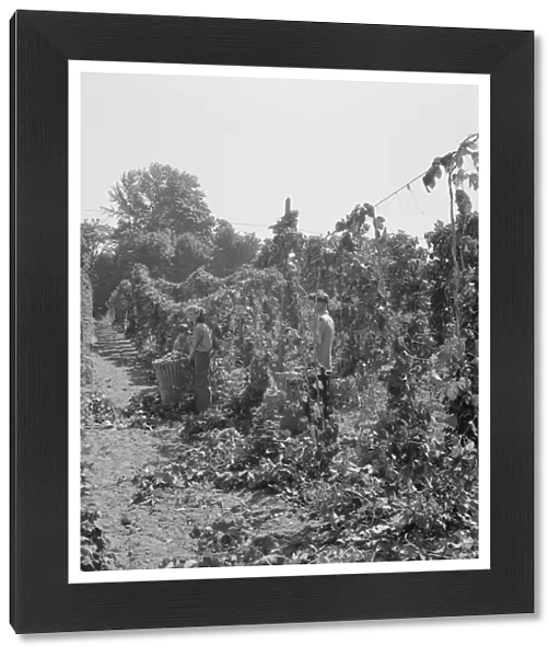 View of hop yard, pickers at work, near Independence, Polk County, Oregon, 1939. Creator: Dorothea Lange