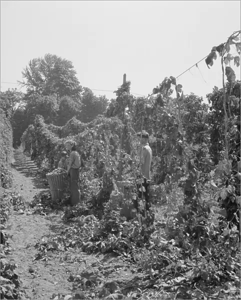 View of hop yard, pickers at work, near Independence, Polk County, Oregon, 1939. Creator: Dorothea Lange