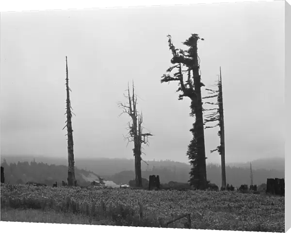 Redwood trees and stumps on redwood highway, Scotia, Humboldt County, California, 1939. Creator: Dorothea Lange