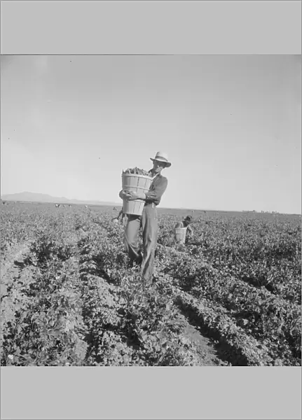 Pea pickers coming into weigh master, Sinclair Ranch, near Calipatria, California, 1939. Creator: Dorothea Lange