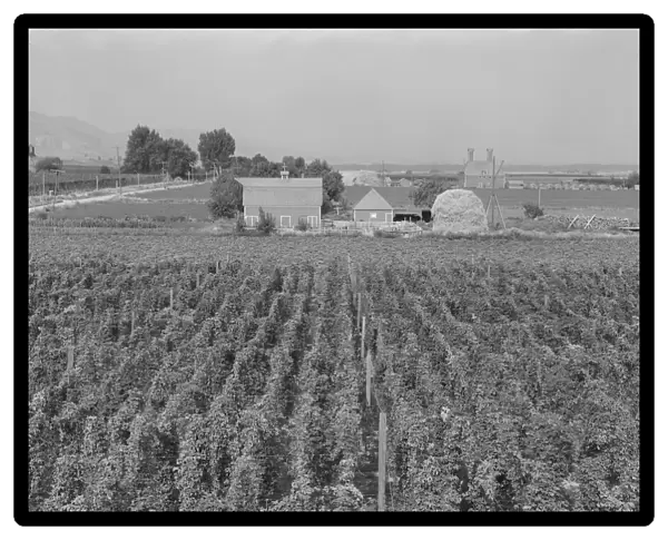 Looking down on hop yard on French-Canadian farm, Yakima Valley, Washington, 1939. Creator: Dorothea Lange