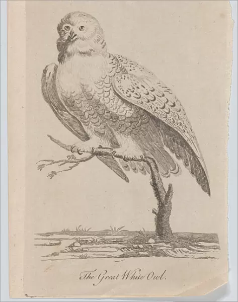 The Great White Owl, 1771. 1771. Creator: Anon