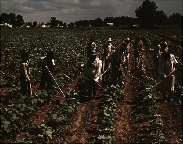 Bayou Bourbeau plantation operated by Bayou Bourbeau Farmstead Assoc... Natchitoches, La. 1940. Creator: Marion Post Wolcott