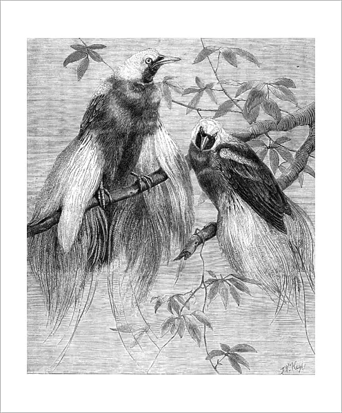 Birds of Paradise in the Zoological Society's Gardens, Regent's Park, 1862. Creator: Friedrich Wilhelm Keyl