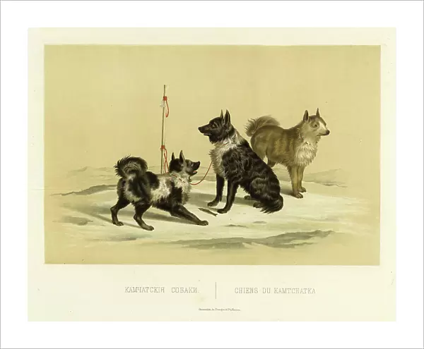 Kamchatka Dogs, 1856. Creator: Ivan Dem'ianovich Bulychev