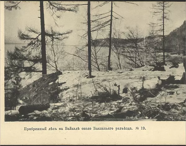 Coastal forest on Lake Baikal near the Baklany junction, 1905. Creator: Unknown