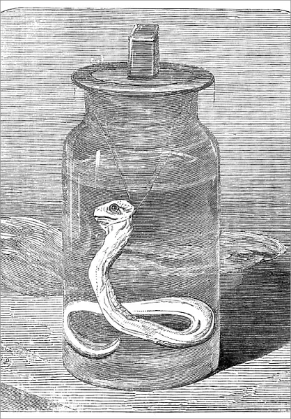Young python in the Zoological Society's Gardens, 1862. Creator: Unknown