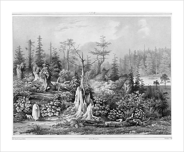 Vegetation around the settlement of Novo-Arkhangelsk (northwest coast of America), 19th century. Creators: Friedrich Heinrich Kittlitz, Louis-Pierre-Alphonse Bichebois